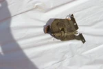 Nos 1941-1946 Ford Left Front Vent Window Regulator 11A-7023403. Fixed Price $175.00.